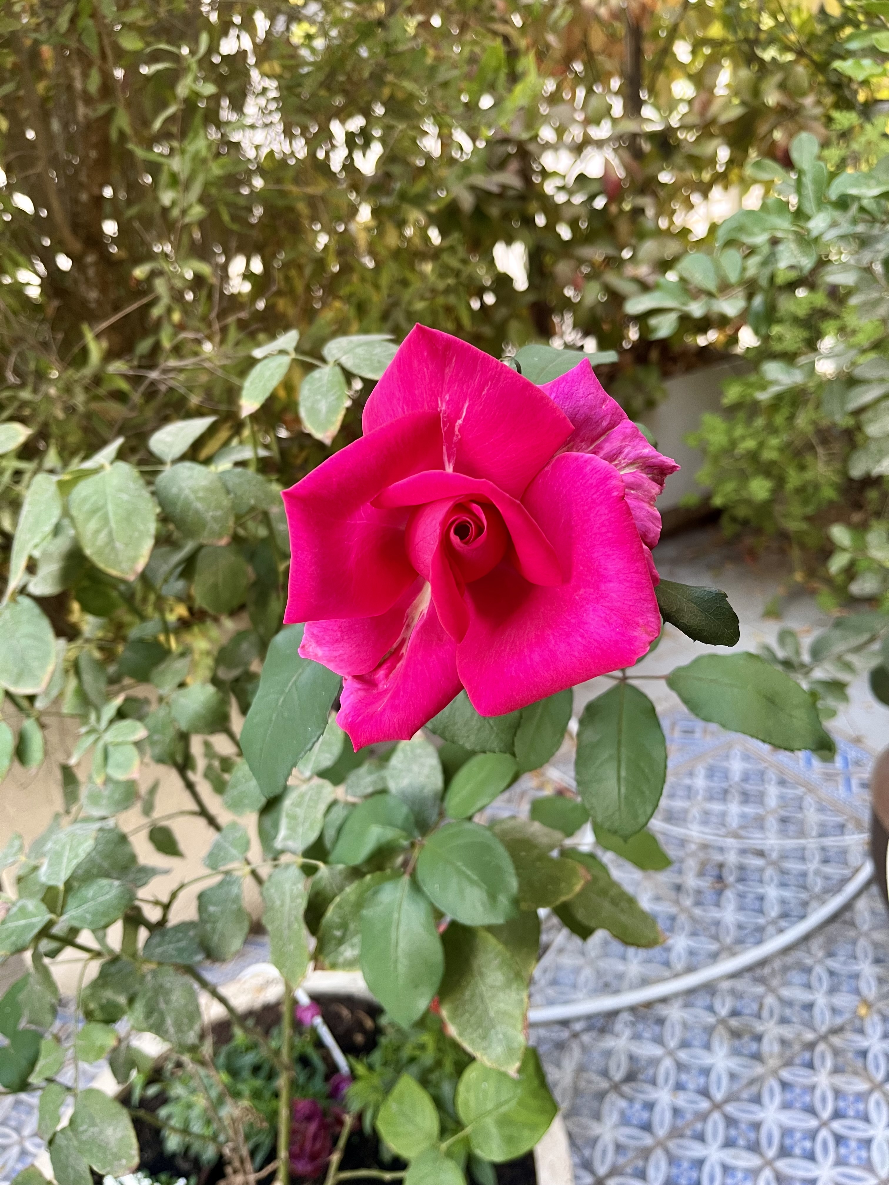 Patio rose