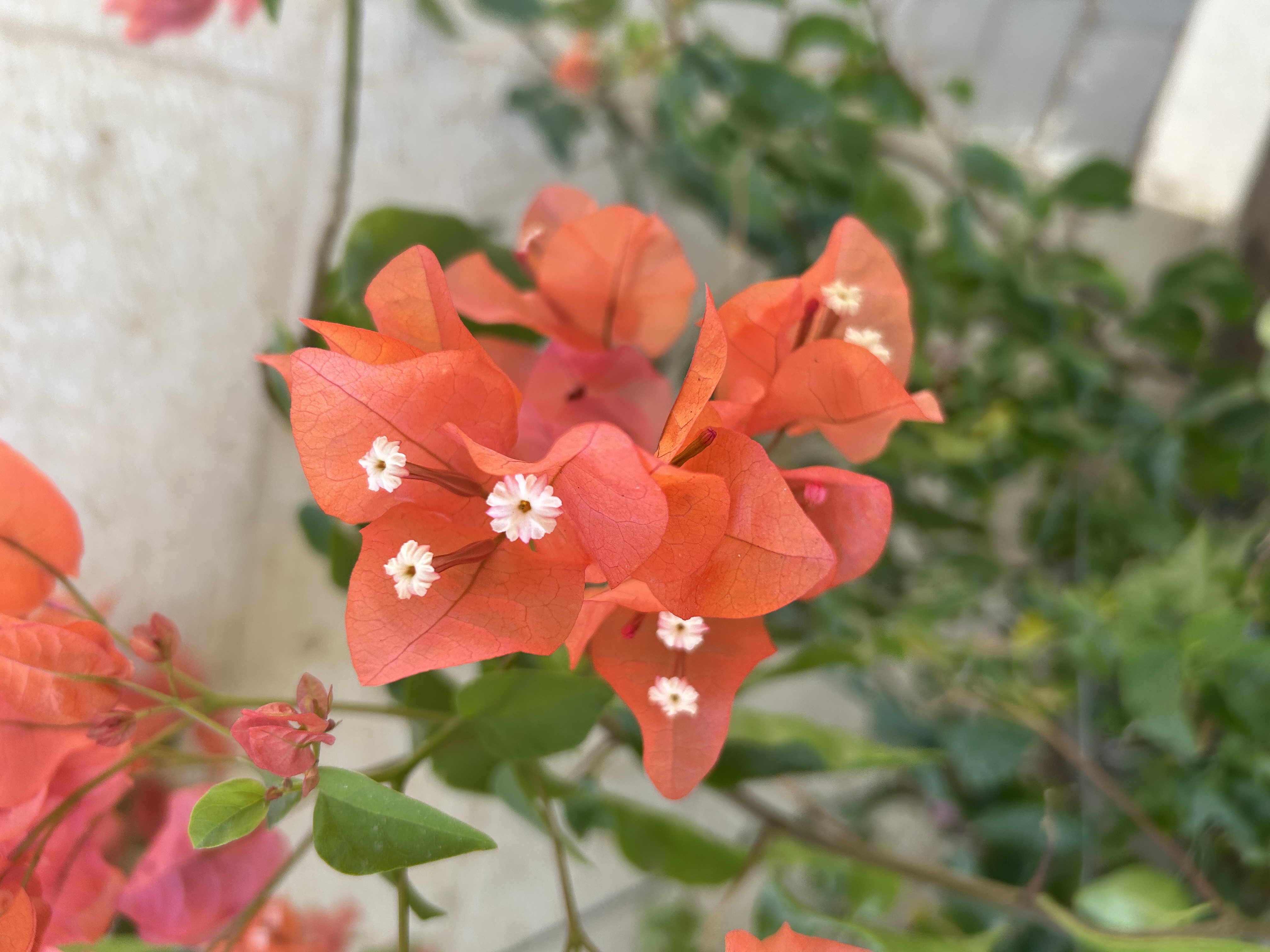 Flowers on Nili Street