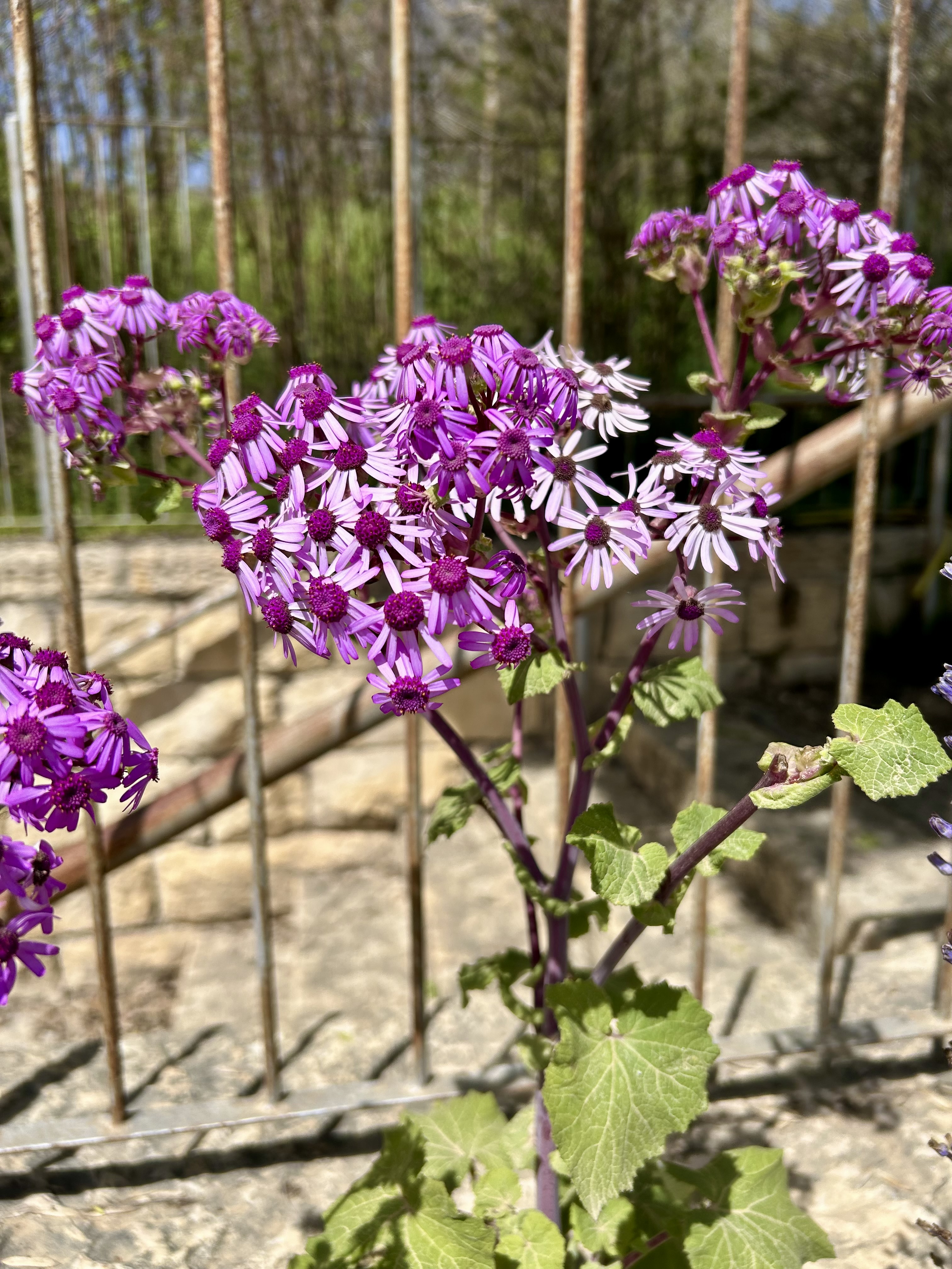 Passover flowers in bloom at the Jerusalem Botanical Garden