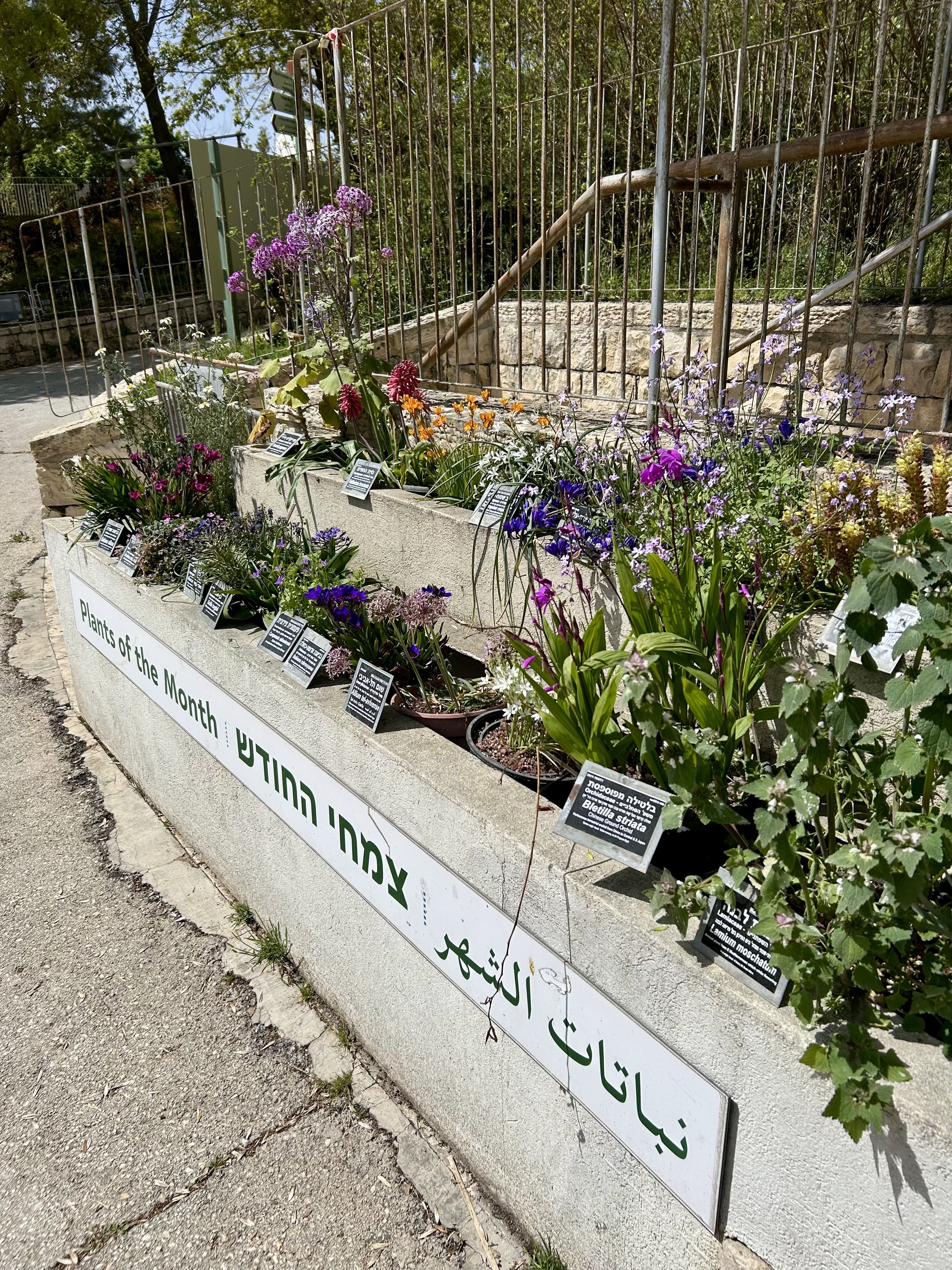 Passover flowers in bloom at the Jerusalem Botanical Garden