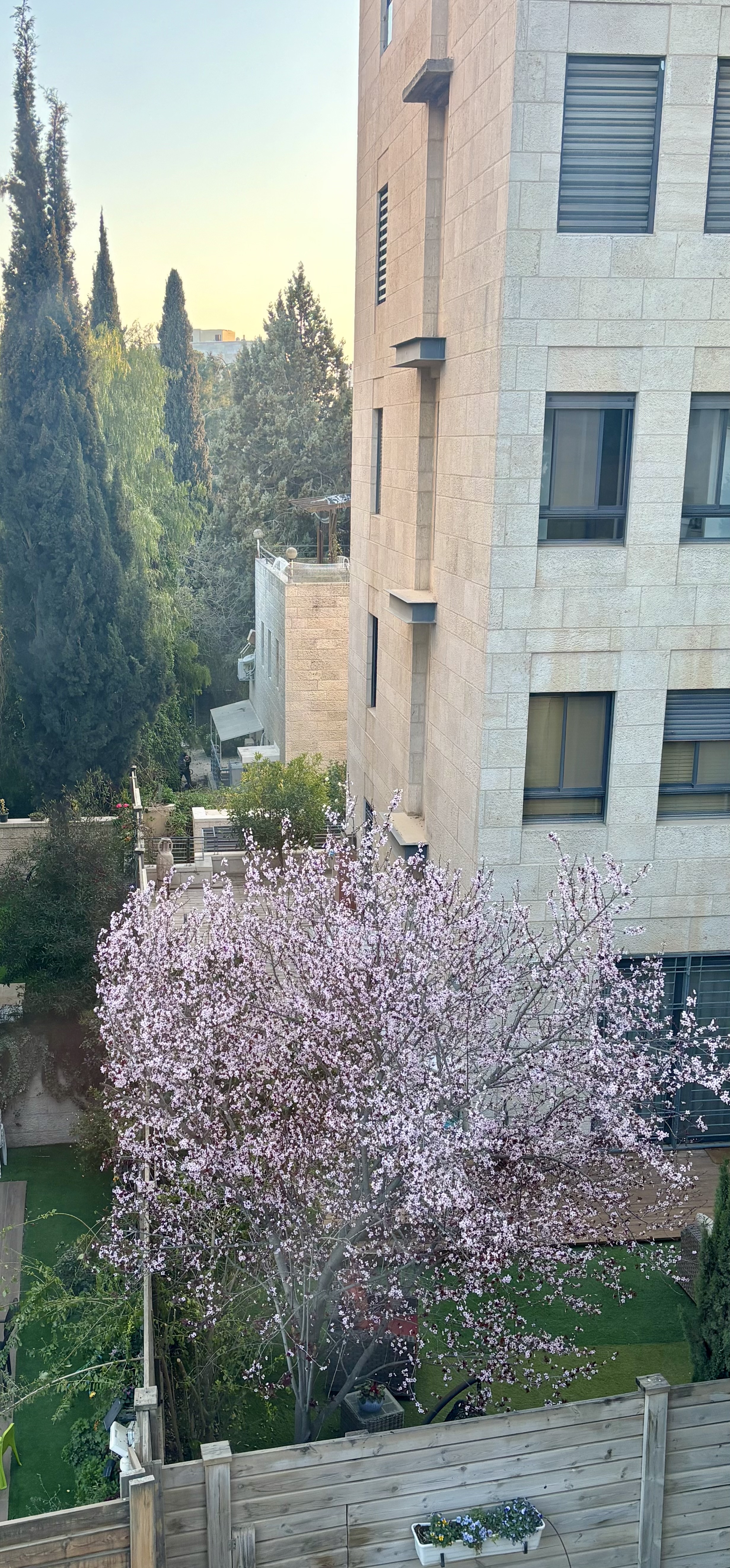Lovely bedroom window view of a cherry tree blooming in early March