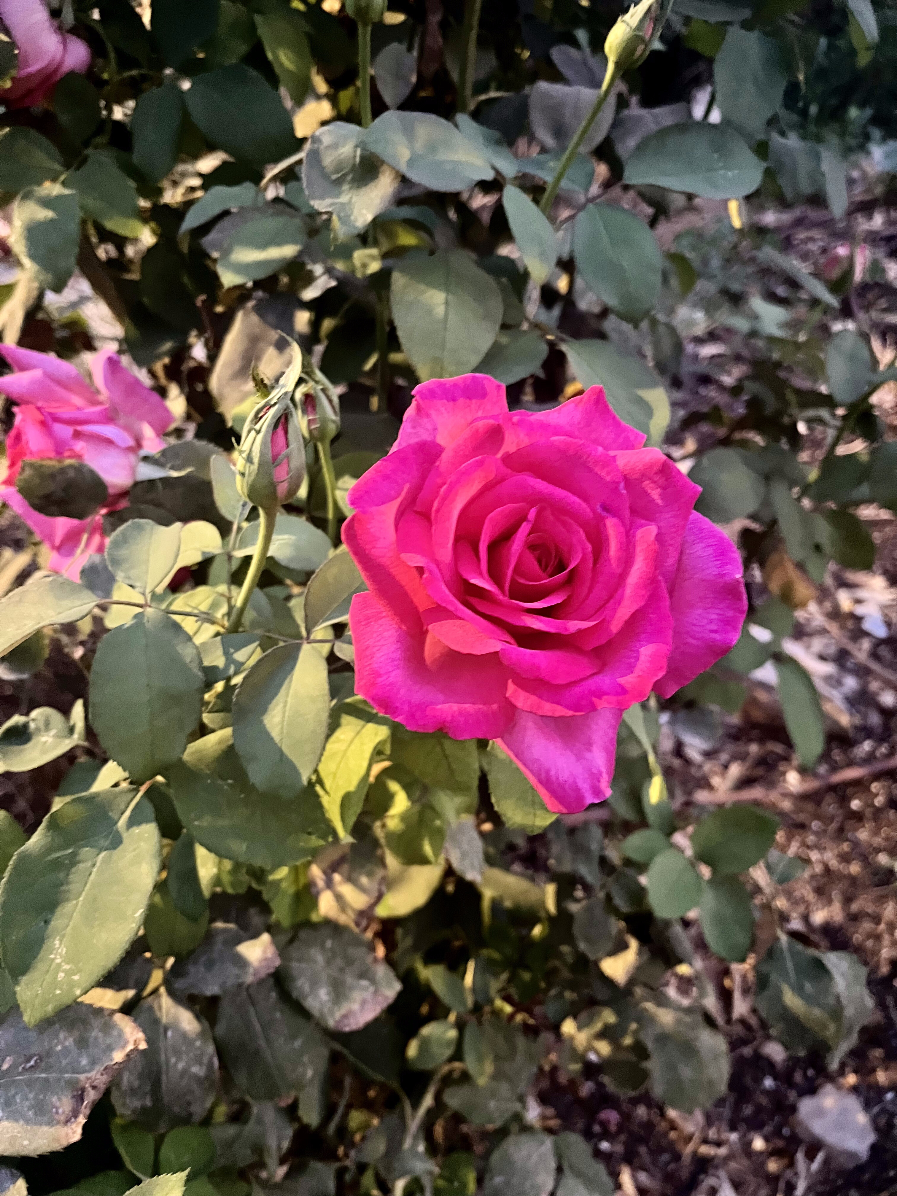 Rose in Gan Brody