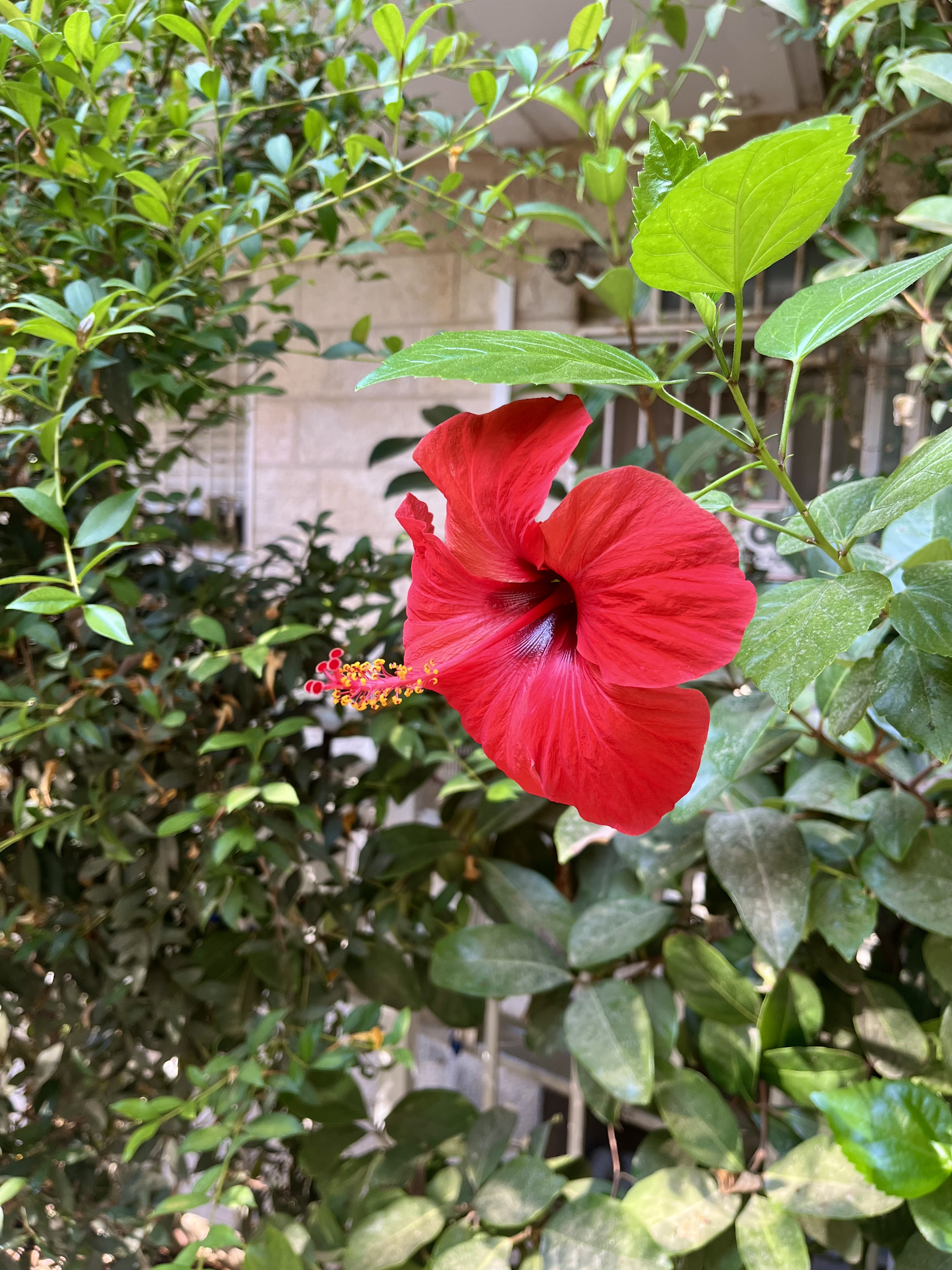 Garden blooms