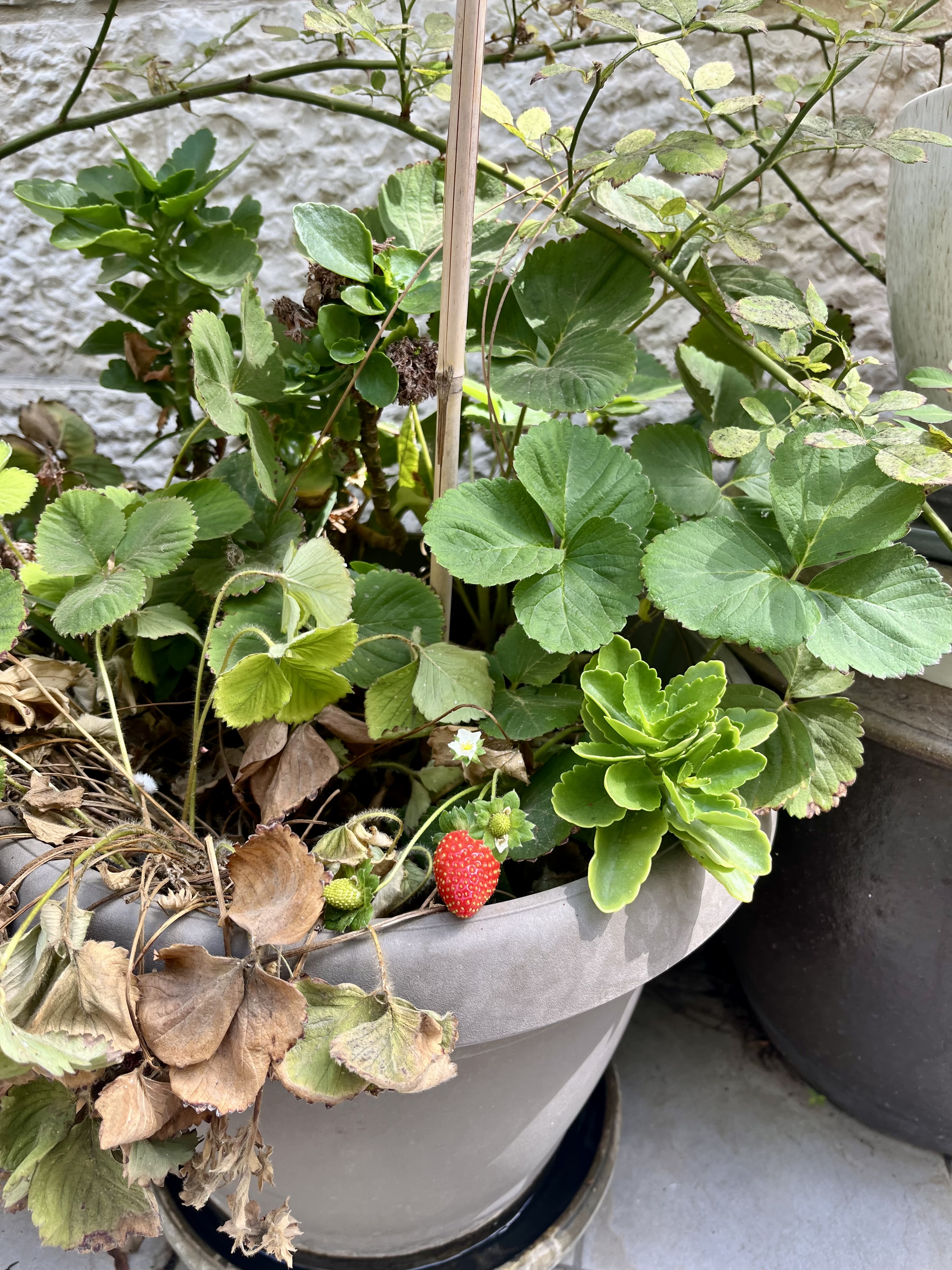 Strawberry from our patio garden!