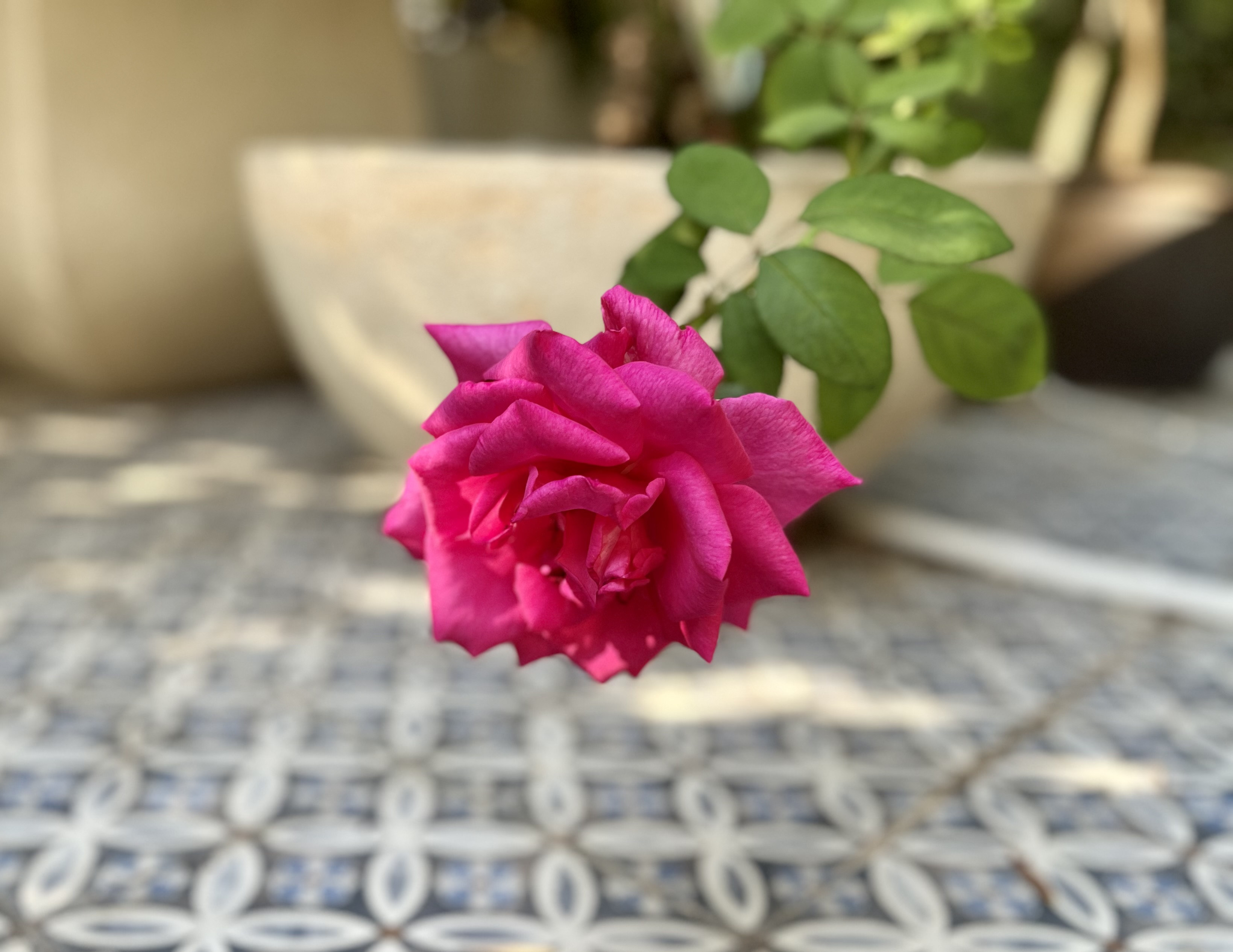 Garden blooms