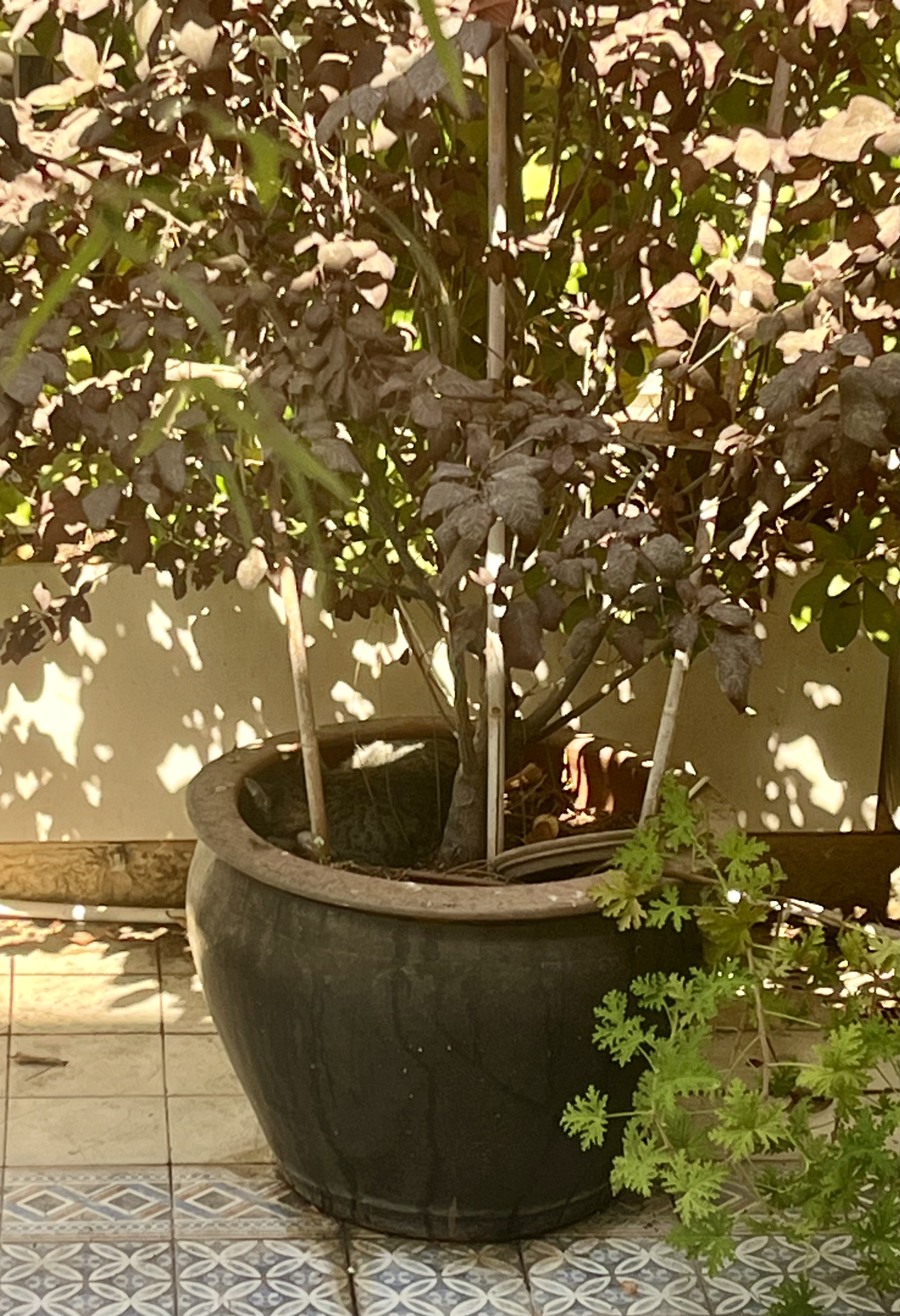 Cat resting in a pot in our patio garden