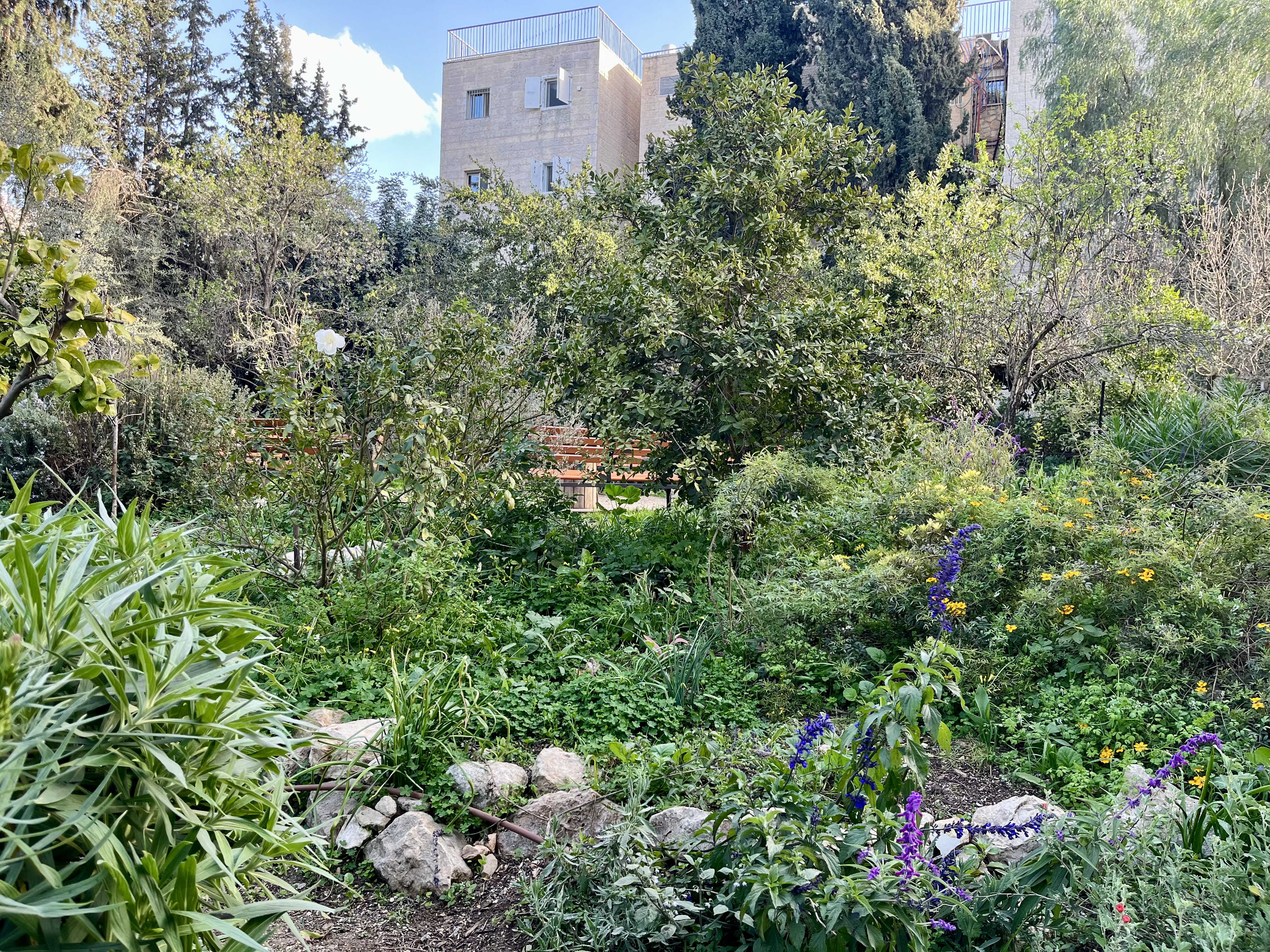 February blooms in Brody Garden