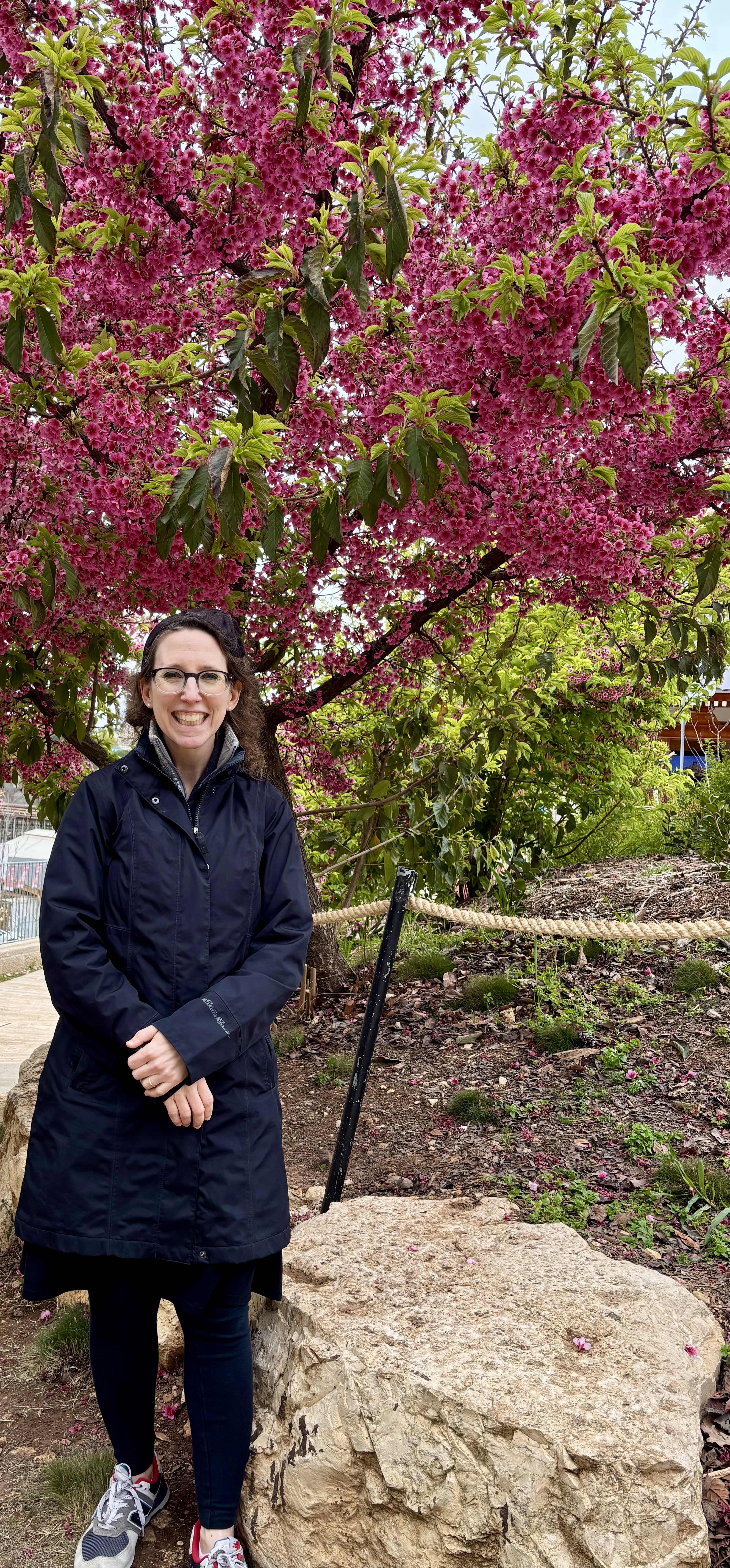 February cherry blossoms in the Jerusalem Botanical Garden
