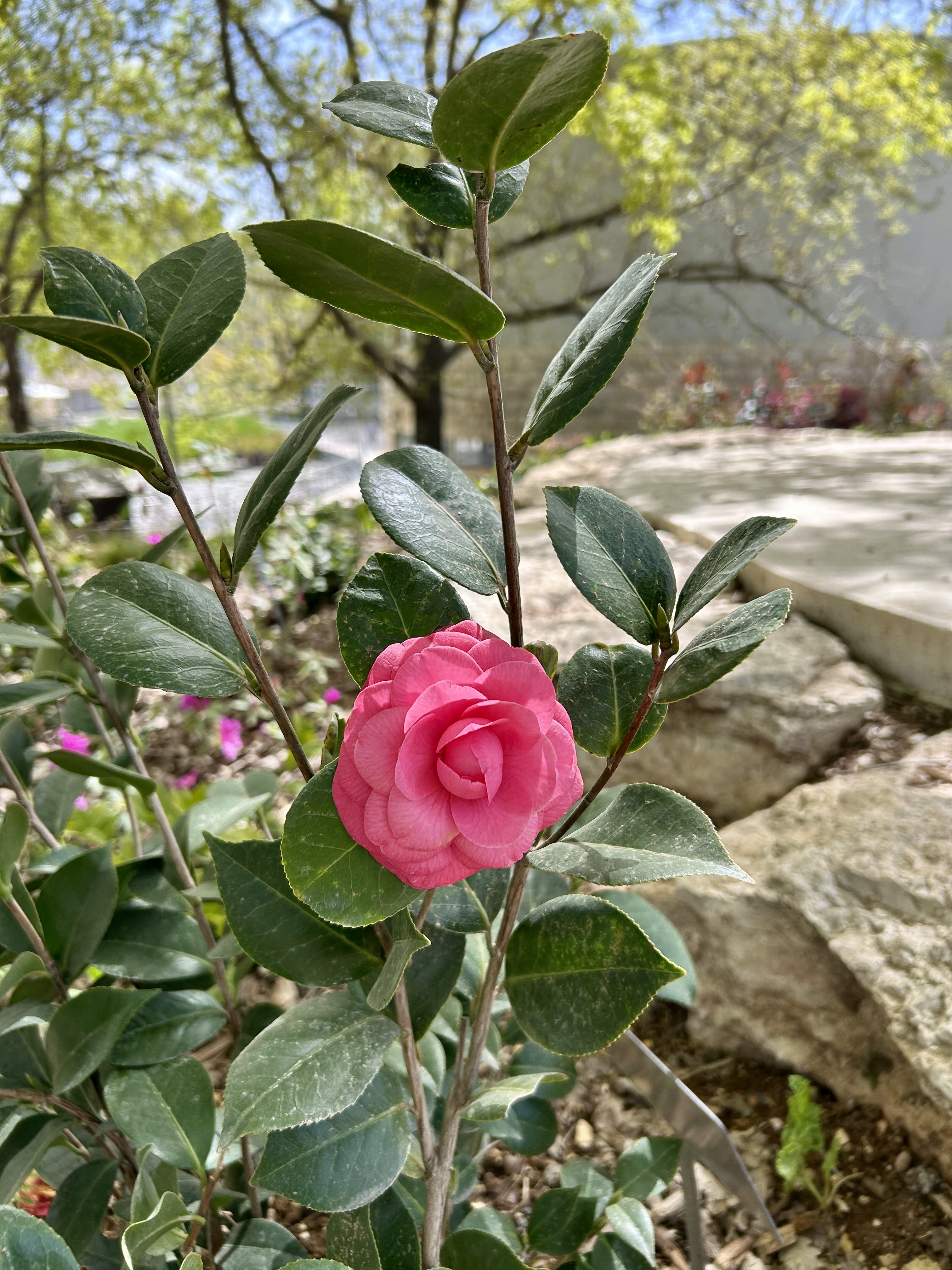 Passover flowers in bloom at the Jerusalem Botanical Garden