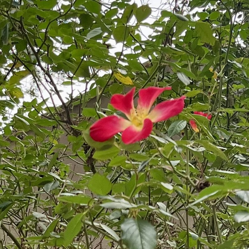 January blooms in Jerusalem