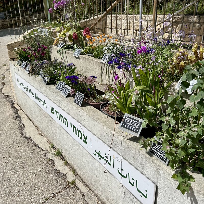 Passover flowers in bloom at the Jerusalem Botanical Garden