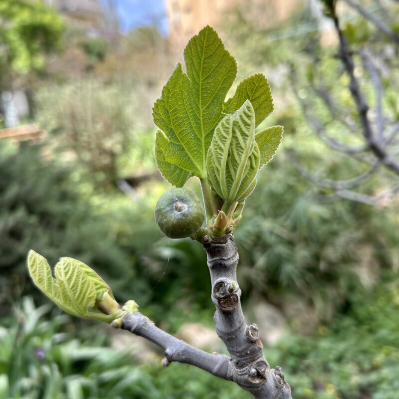 Figs emerging in Brody Garden