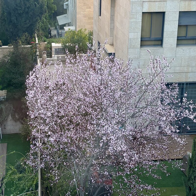 Lovely bedroom window view of a cherry tree blooming in early March